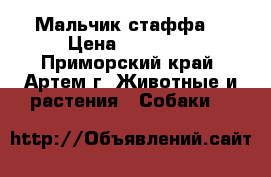 Мальчик стаффа  › Цена ­ 25 000 - Приморский край, Артем г. Животные и растения » Собаки   